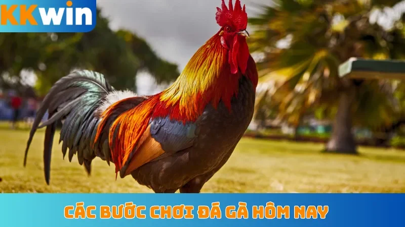 Các bước chơi đá gà hôm nay