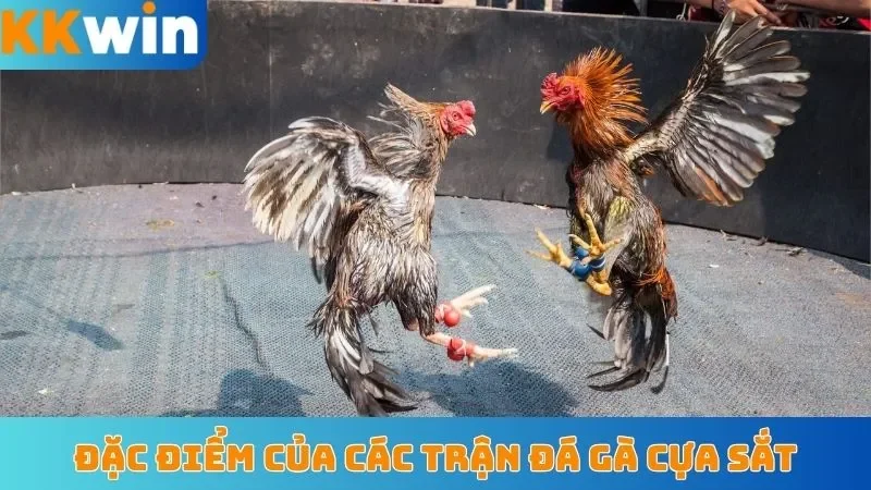 Đặc điểm nổi bật của các trận đá gà cựa sắt