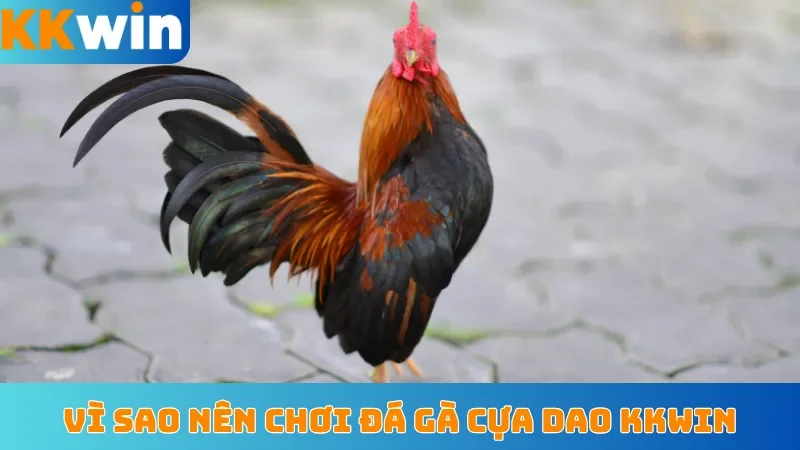 Vì sao nên chơi đá gà cựa dao KKwin